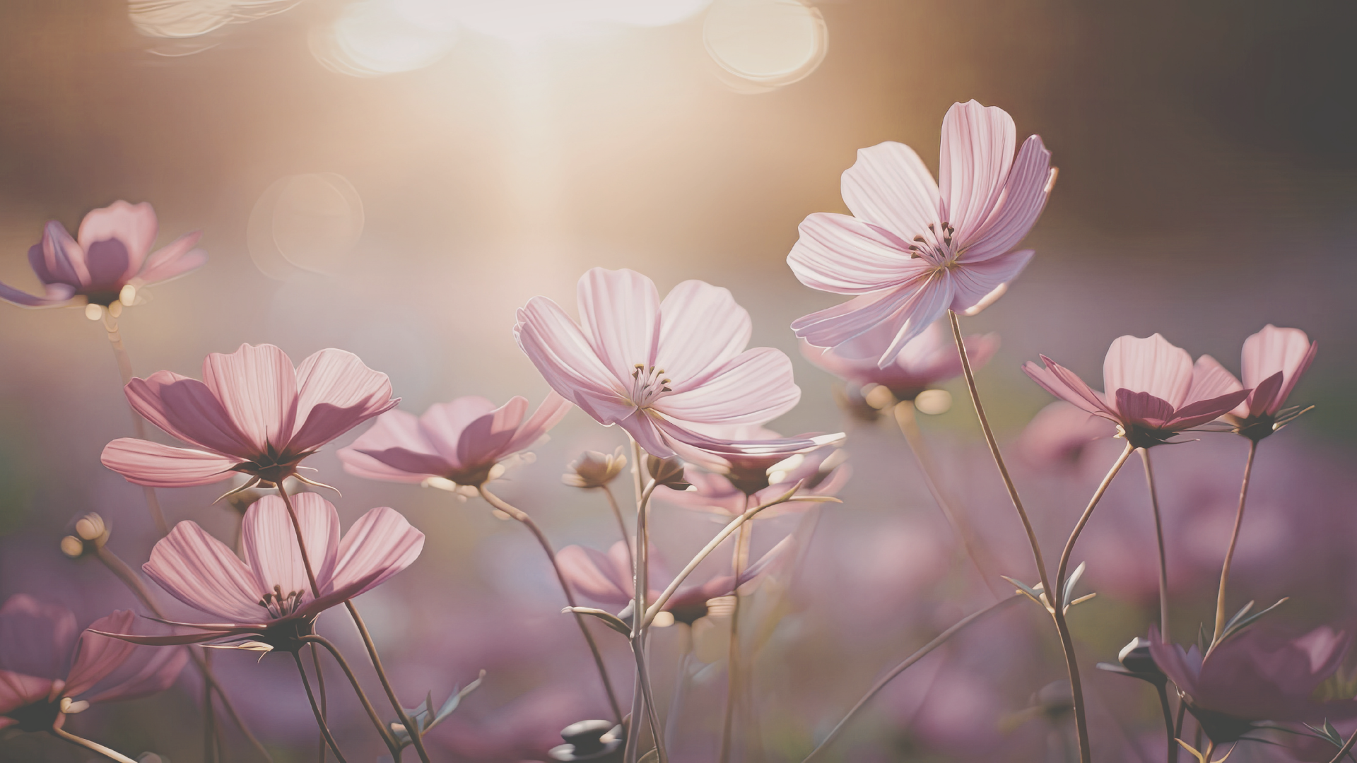 Bloom