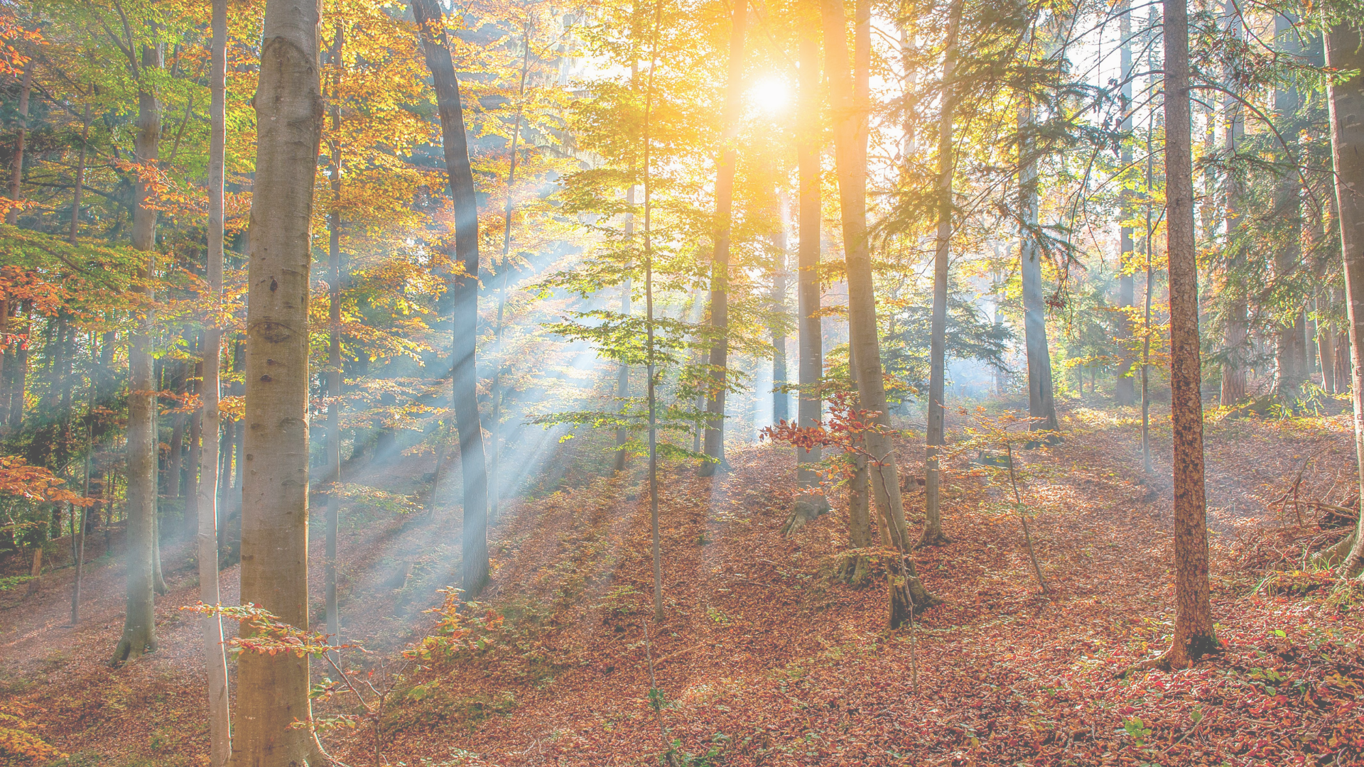 Sacred Woods