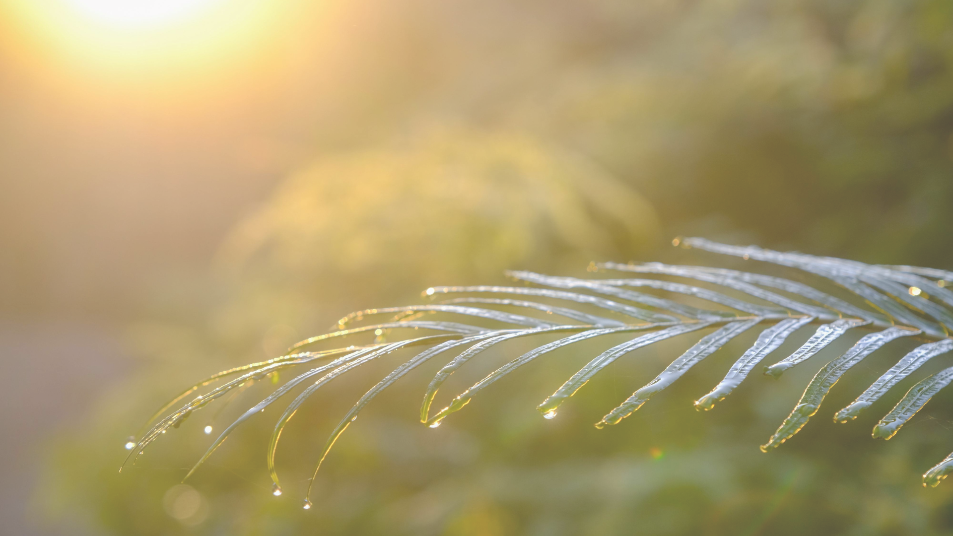 Fresh & Clear